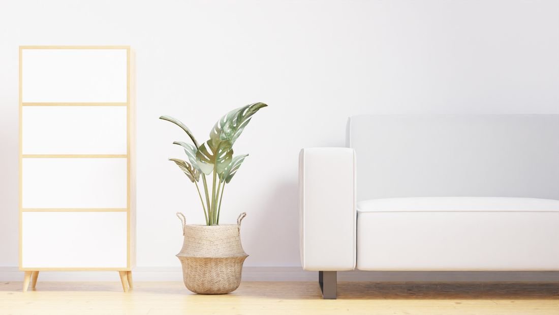 Calm minimal living room with white sofa and plant